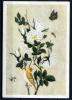 Почтовая карточка. СССР 1935 г. Иранская миниатюра 18 в. Куст белой розы. 1935г