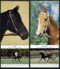 Комплект открыток. СССР 1972 г. Лошади. (12 шт.). 1972г