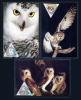Картмаксимум. Rattlesnake Isl. (США) 1989 г. Совы. Локальный выпуск. 1989г
